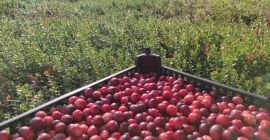 ORGANIC CRANBERRY with an Ecological Certificate. Organic cranberries from