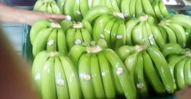 Экспортные бананы или плантаны высшего качества сертифицированы для ЕС,