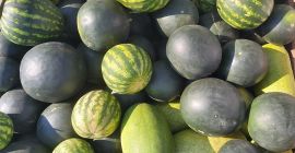 Ich werde Wassermelonen aus eigenem Anbau verkaufen. Möglichkeit zum