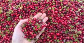 Cranberry price per kg, perfect condition, clean. ✅ Before