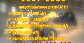 Corn - We guarantee quick unloading and immediate payment.