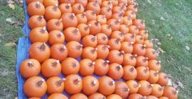 I am selling large quantities of Pumpkin, 1-12 kg