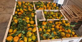 Laverida wird spanische Orangen und spanische Iwasaki-Mandarinen verkaufen. Früchte
