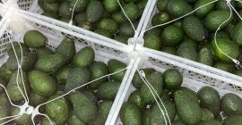 Laverida will sell AVOCADO HASS. Class I. Welcome!
