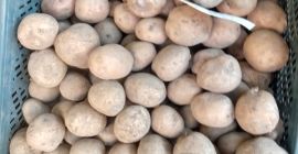 Hello, I have Catania and cotoneaster potatoes packed in