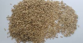 - Golden Linen 22-66 t al prezzo di 850