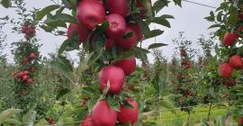 Hello, I am selling a Gala apple, striped. Apple