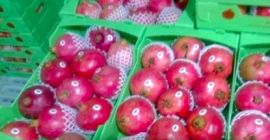 Rubin-Granatapfel Die höchste Qualität iranischer Gärten zu einem vernünftigen