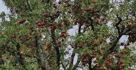 Fresh apples from the orchard.