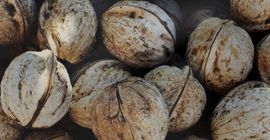 Продам орех оптом качество продукции 2021 г. Цена договорная,
