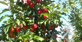 Apple Gala Black, dimensiunea 7+