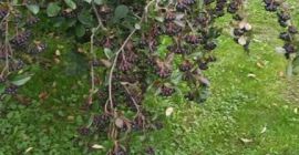 Аронија из мог врта, за личну употребу. Није прскано.