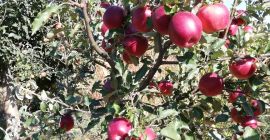 From 10 trees in the garden very healthy fruit.