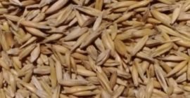 Я тепло приветствую. Продам хорошую яровую зерновую смесь на