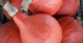 I will sell a hokkaido pumpkin from my own