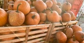 Kürbis zum schnitzen für Halloween! Wir haben noch wirklich