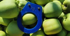 Голден, Гала, Црвени Јонапринс,