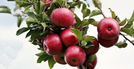 We sell apples from the golden, ionathan, florina and