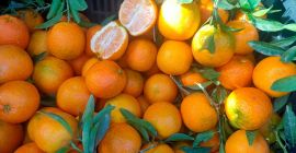 Bandy fruits transport, sell Bandy fruits transport, sell organic tangerines, picked and wrapped