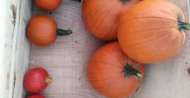 Pumpkins for sale, Hokkaido, Gomez, Spitfire