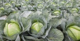 I will sell white cabbage, nice healthy heads, any