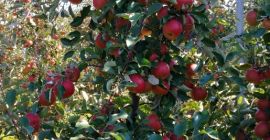 I will sell apples, ligol, shampoo, prince, gala and