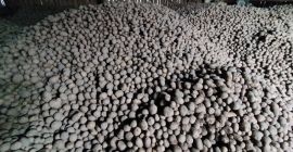 Patate grandi e di buona qualità. Abbiamo circa 30
