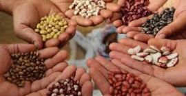 Wholesale beans. Large selection of varieties The Bins Naturproduct