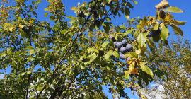 Hello! I sell plums of the following varieties: tulle,