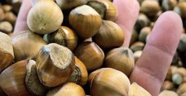 Здравствуйте! Предлагаем уже предварительно высушенные сорта Каталонии и Косфорд