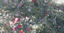 We sell large quantities of Romanian apples: Ionatan, Florina,