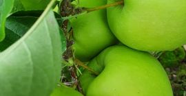 Hallo. Ich habe Golden Delicious 100t, Red Jonaprince Select