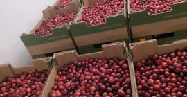 Vendo mirtilli rossi a frutto grosso.