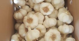A fokhagyma és a hagyma termelői és exportőrei vagyunk,
