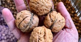 В этом году Яцек в доспехах. Кошице сорт. Осталось