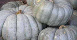 Witam, mamy na sprzedaż 20 ton białych dyni. Cena