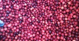 Mirtilli rossi freschi di palude PLN 15 al litro