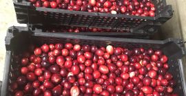 Vendo i mirtilli dalla mia piantagione. Il frutto è