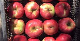 I am selling eco-friendly apples of various varieties (Starkrismon,
