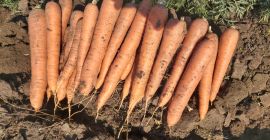 Pret: negociabil in functie de cantitatea dorita. Producator local