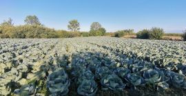 Cabbage Cheers 30000t. Up to 60,000 t.