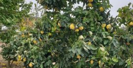 Over 1000 kg of quince, fragrant, natural, unsorted, for