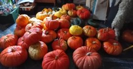 I will sell a pumpkin from my own farm