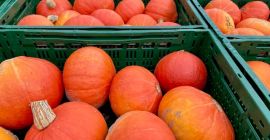 Bună ziua, vând Hokkaido german în vrac. Diferite tipuri