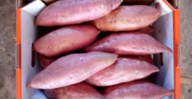 Наранџасти слатки кромпир