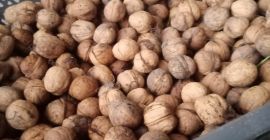 Circa 350 kg di noci in vendita