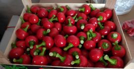Cherry pepper for antipasti. Contact e-mail or SMS in