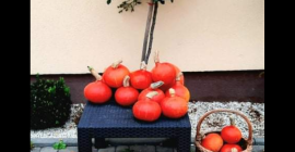 Ho zucche di Hokkaido senza fertilizzazione artificiale o prodotti