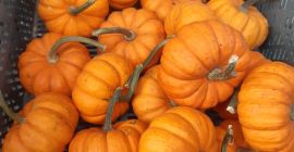 Zucca babyboo bianca e arancione.