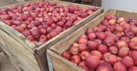 Idared apples plus other varieties. STARKRIMSON, GOLDEN, GENRES,